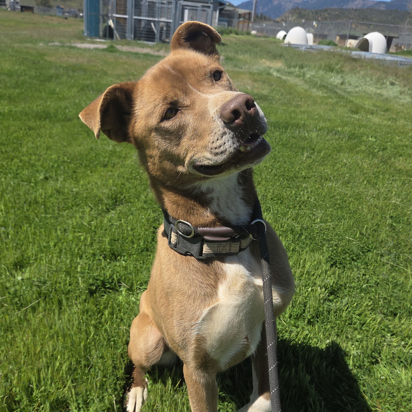 Monty, an adoptable Siberian Husky, Pit Bull Terrier in Yreka, CA, 96097 | Photo Image 2