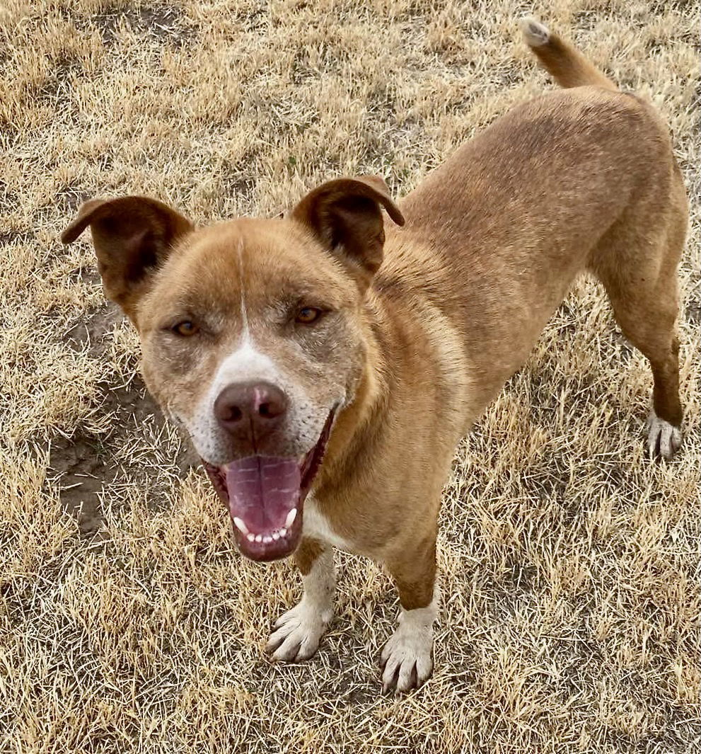 Monty, an adoptable Pit Bull Terrier, Great Dane in Yreka, CA, 96097 | Photo Image 2