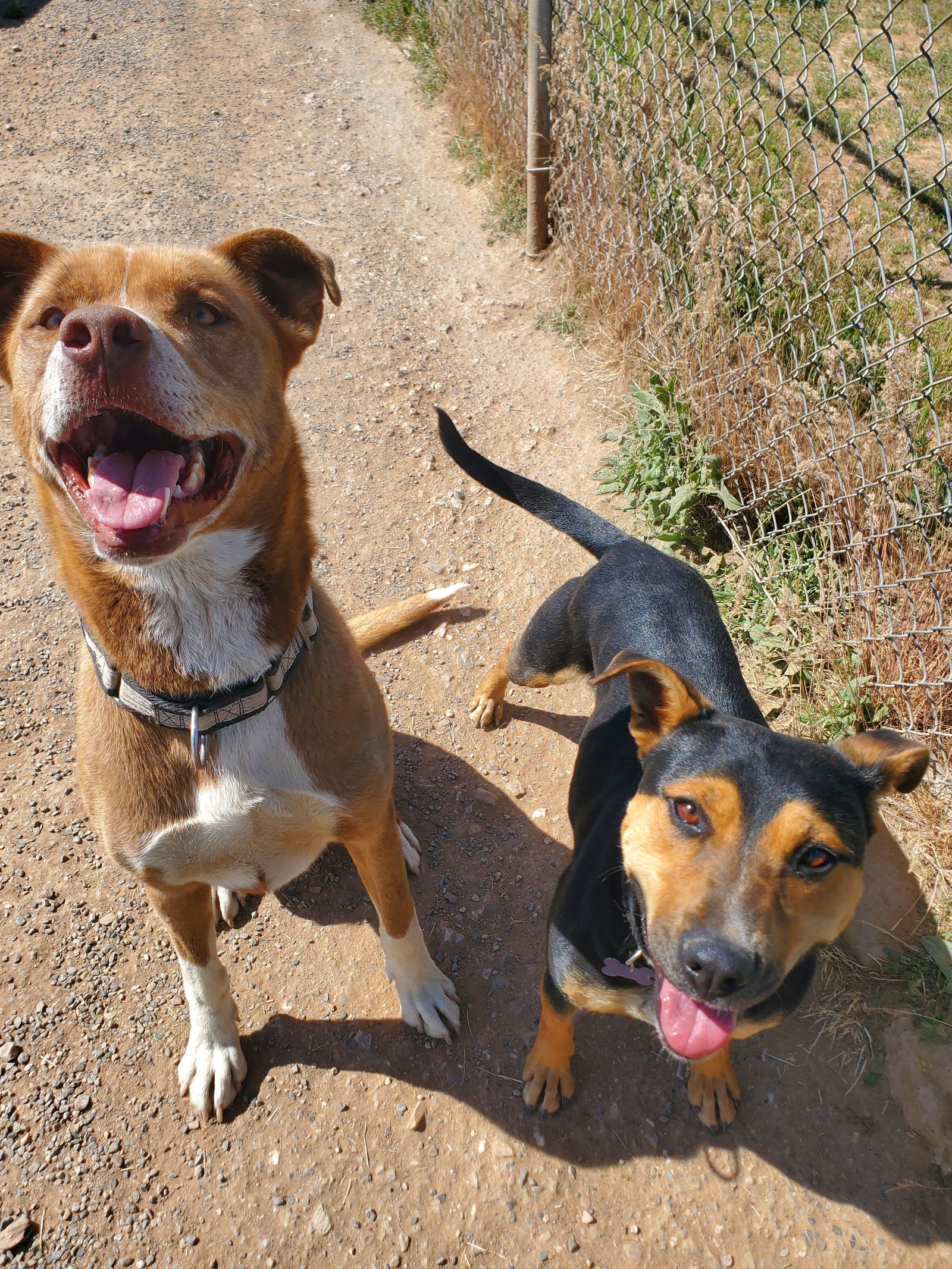 Monty, an adoptable Siberian Husky, Pit Bull Terrier in Yreka, CA, 96097 | Photo Image 3