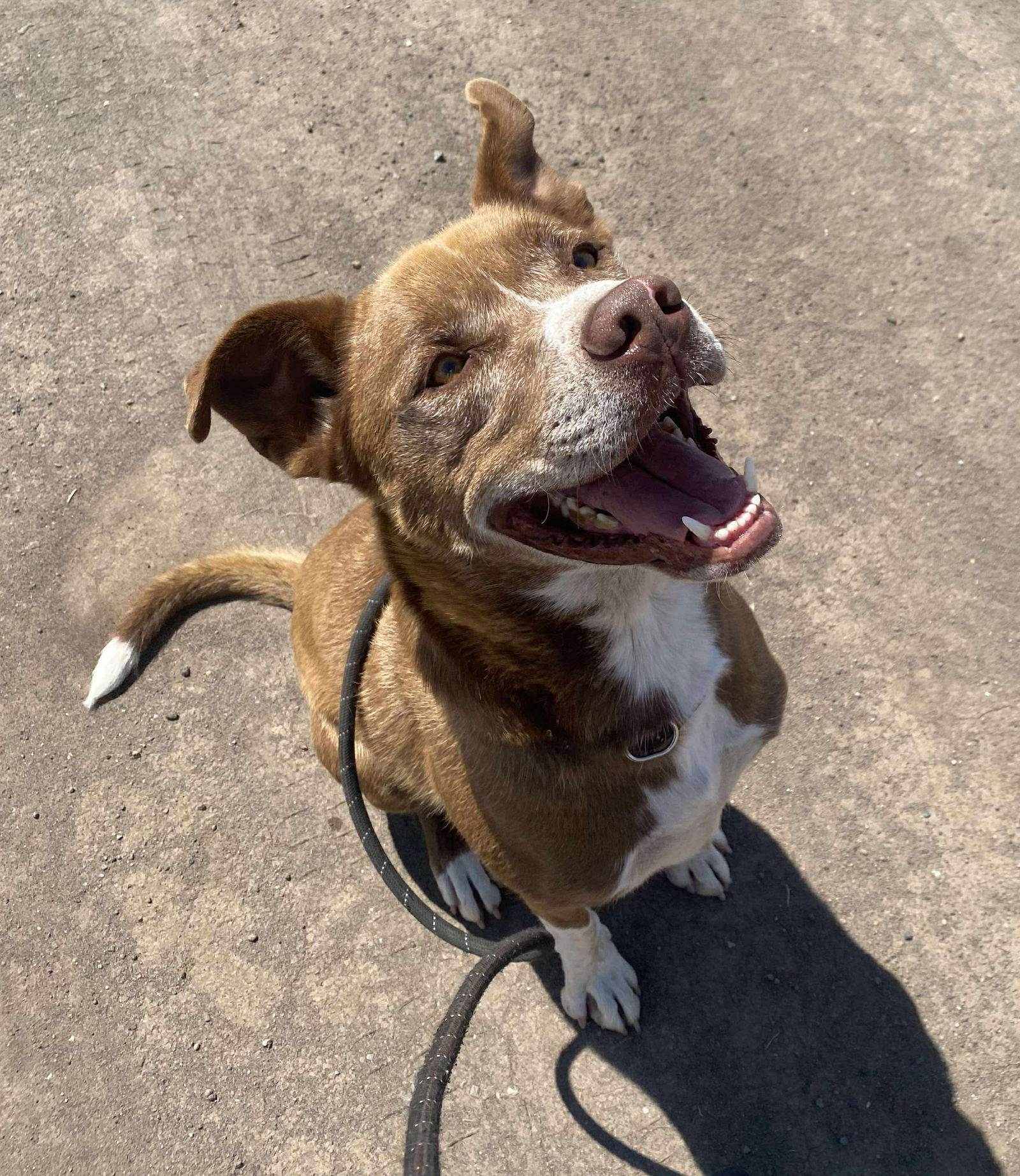 Monty, an adoptable Pit Bull Terrier, Great Dane in Yreka, CA, 96097 | Photo Image 3