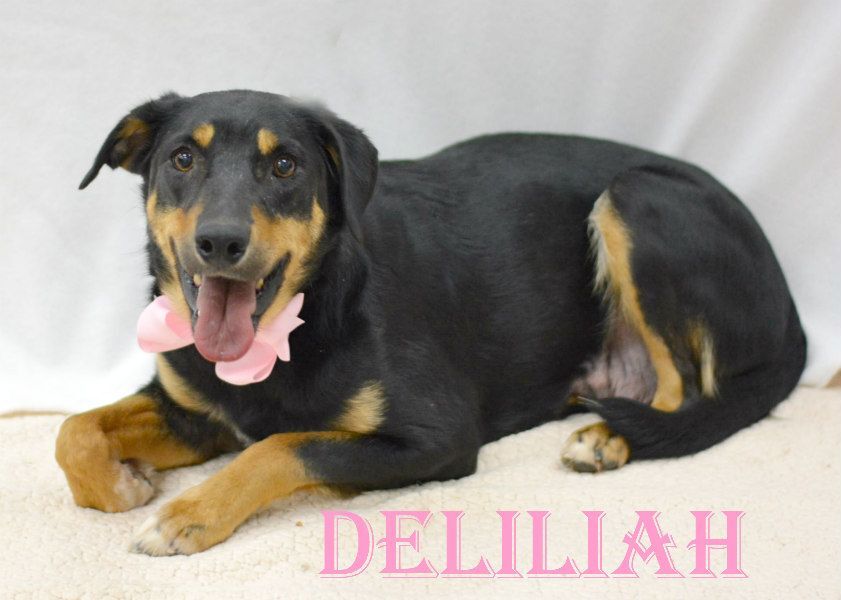 Delilah