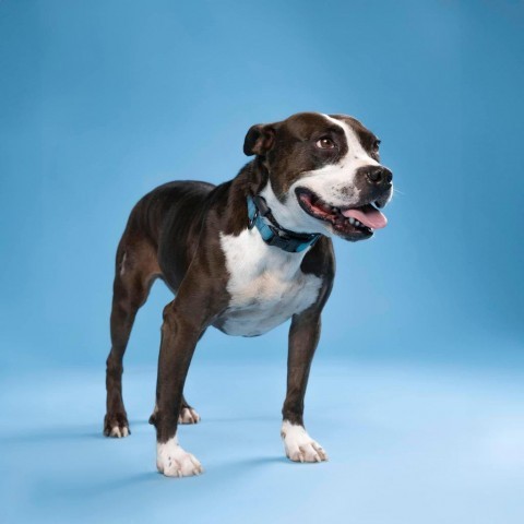 Pipi Poppins V30, an adoptable Pointer, Pit Bull Terrier in Allen, TX, 75013 | Photo Image 1