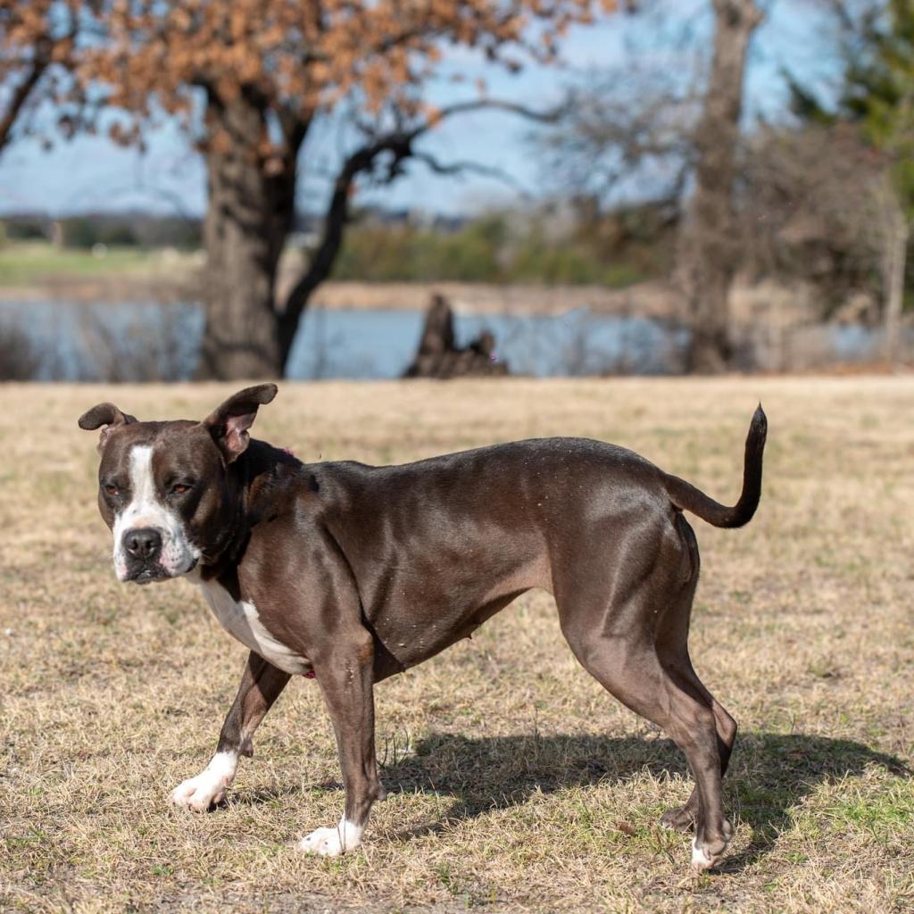 Pipi Poppins V30, an adoptable Pointer, Pit Bull Terrier in Allen, TX, 75013 | Photo Image 1