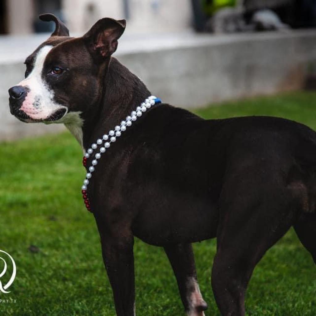 Pipi Poppins V30, an adoptable Pointer, Pit Bull Terrier in Allen, TX, 75013 | Photo Image 1