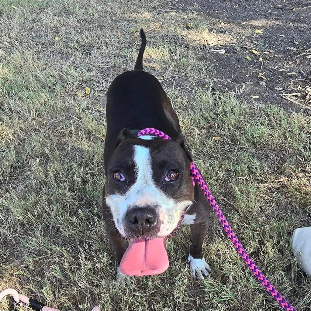 Pipi Poppins V30, an adoptable Pointer, Pit Bull Terrier in Allen, TX, 75013 | Photo Image 3