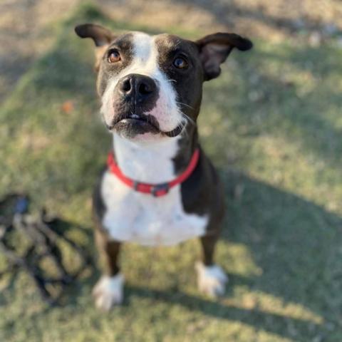 Pipi Poppins V30, an adoptable Pointer, Pit Bull Terrier in Allen, TX, 75013 | Photo Image 4