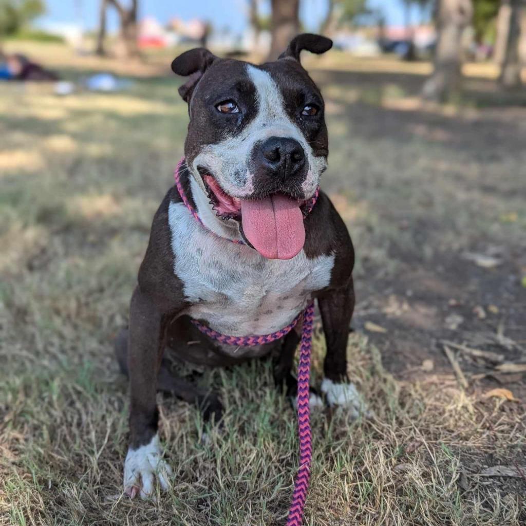 Pipi Poppins V30, an adoptable Pointer, Pit Bull Terrier in Allen, TX, 75013 | Photo Image 4