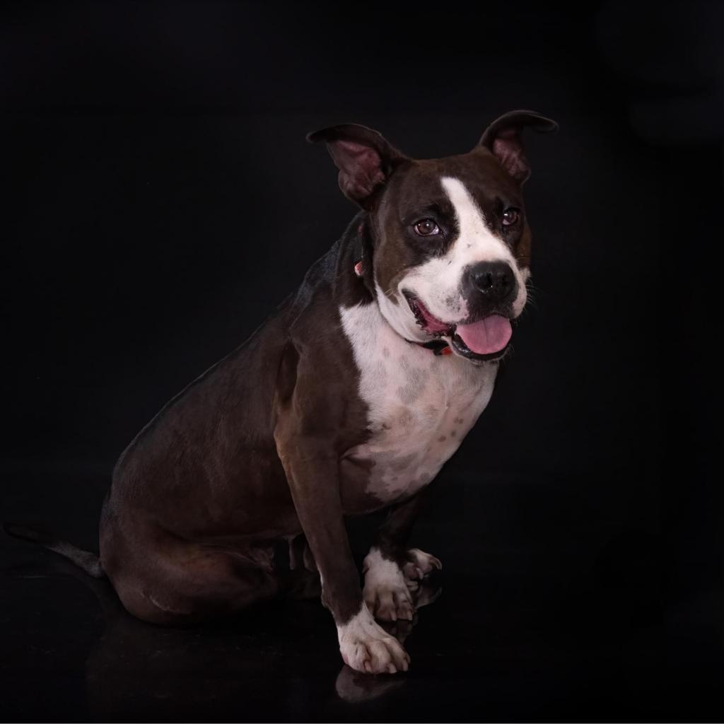 Pipi Poppins V30, an adoptable Pointer, Pit Bull Terrier in Allen, TX, 75013 | Photo Image 6