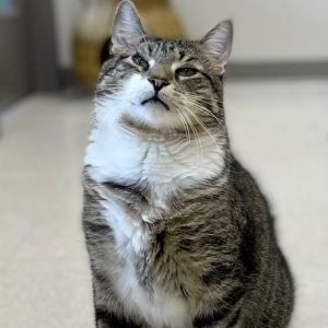 Cat for adoption - Tony the Tiger, a Domestic Short Hair in
