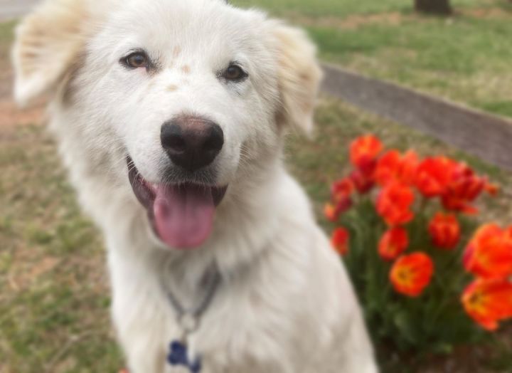 Crumble , an adopted Great Pyrenees & Border Collie Mix in Kiowa, OK_image-2