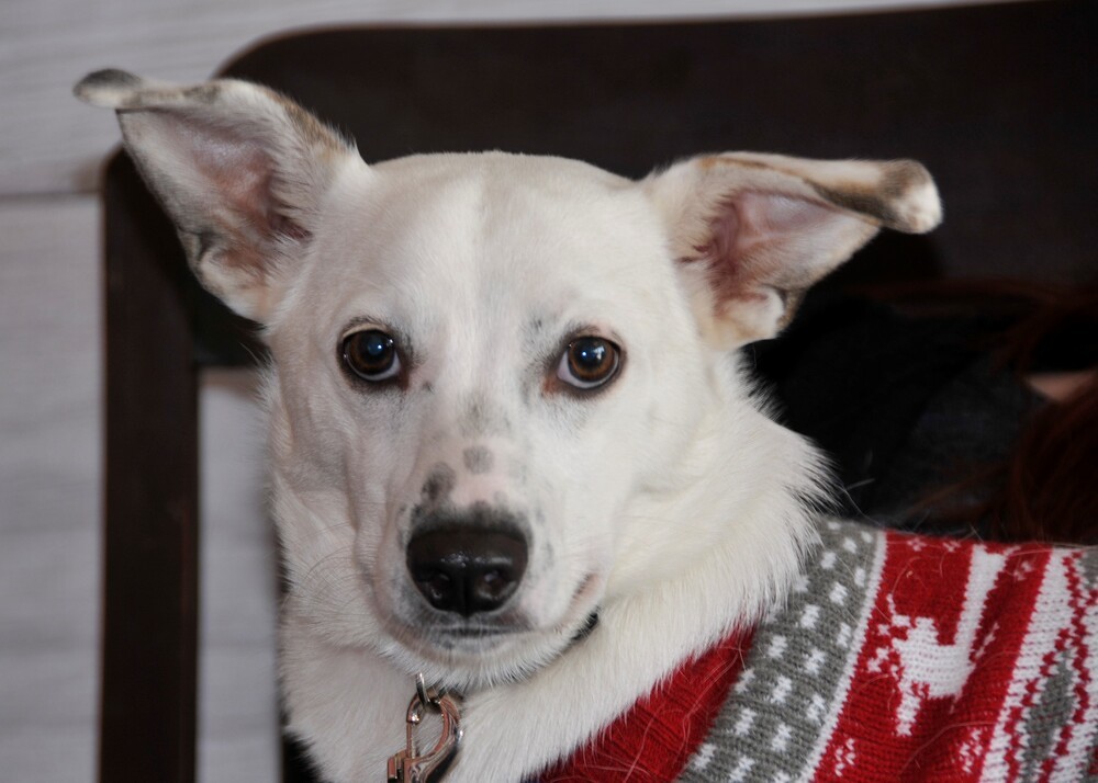 Bastian_2022, an adoptable Jack Russell Terrier in Moyock, NC, 27958 | Photo Image 1