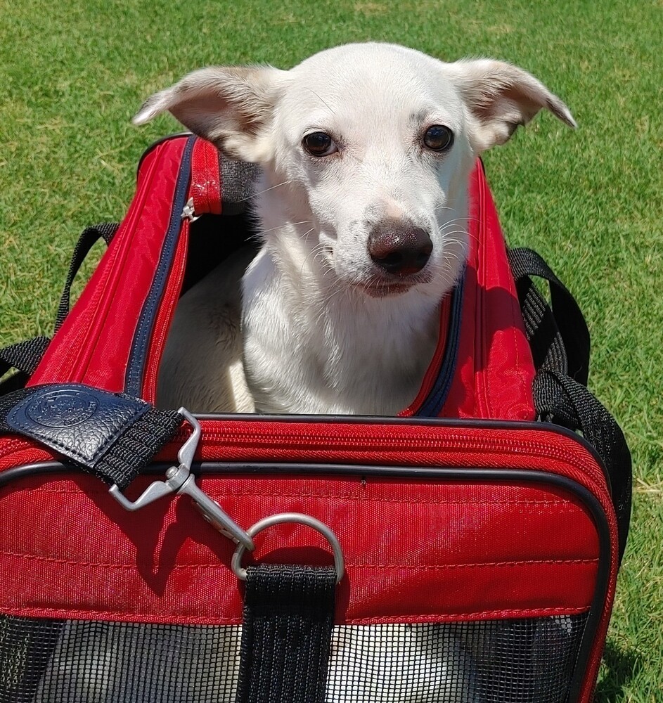 Bastian_2022, an adoptable Jack Russell Terrier in Moyock, NC, 27958 | Photo Image 2