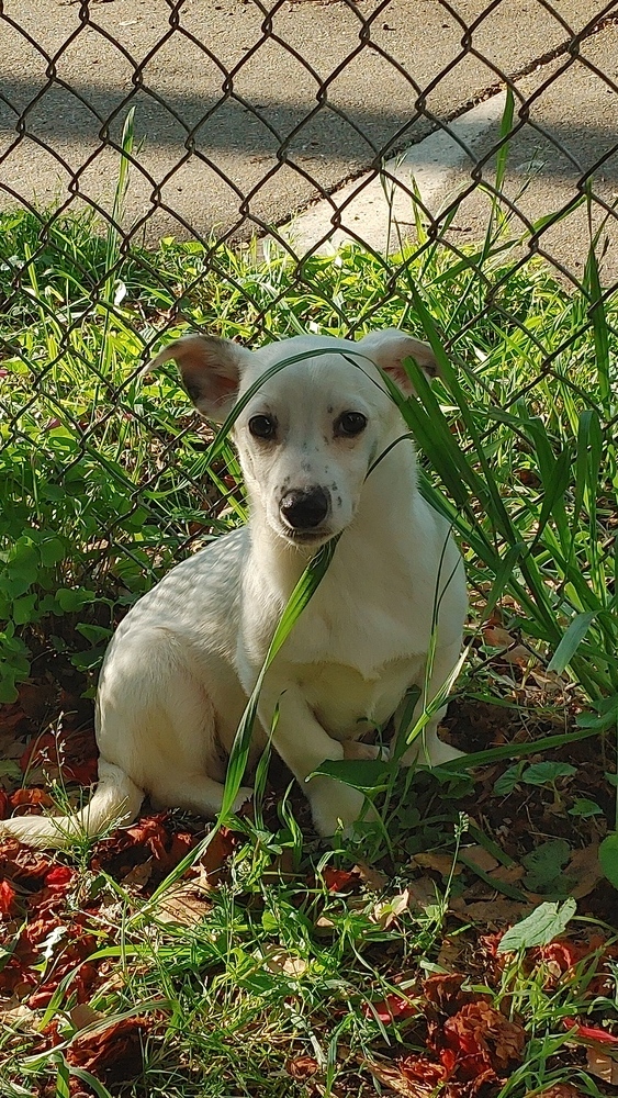 Bastian_2022, an adoptable Jack Russell Terrier in Moyock, NC, 27958 | Photo Image 3