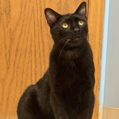 Jasper, an adoptable American Shorthair in Milford, IA, 51351 | Photo Image 1