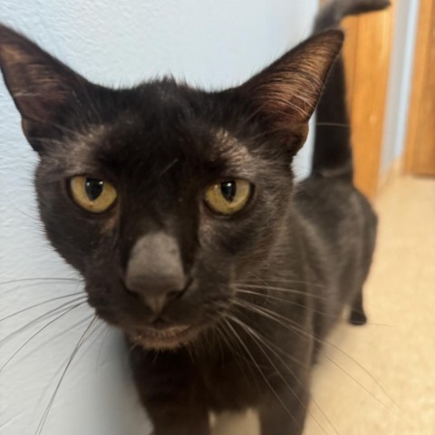 Jasper, an adoptable American Shorthair in Milford, IA, 51351 | Photo Image 2