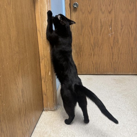 Jasper, an adoptable American Shorthair in Milford, IA, 51351 | Photo Image 3