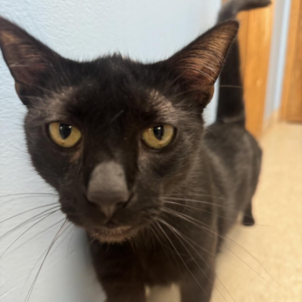 Jasper, an adoptable American Shorthair in Milford, IA, 51351 | Photo Image 3