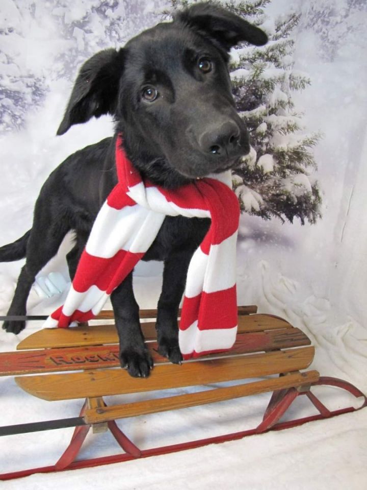 Arlo, an adoptable German Shepherd Dog & Goldendoodle Mix in Conover, NC_image-1