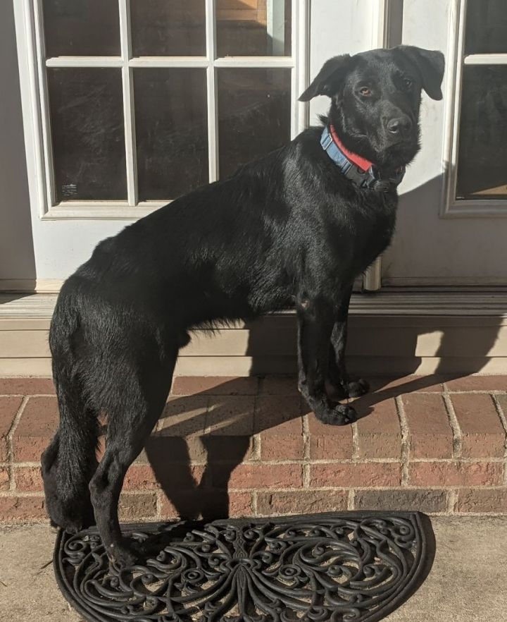 Arlo, an adoptable German Shepherd Dog & Goldendoodle Mix in Conover, NC_image-4