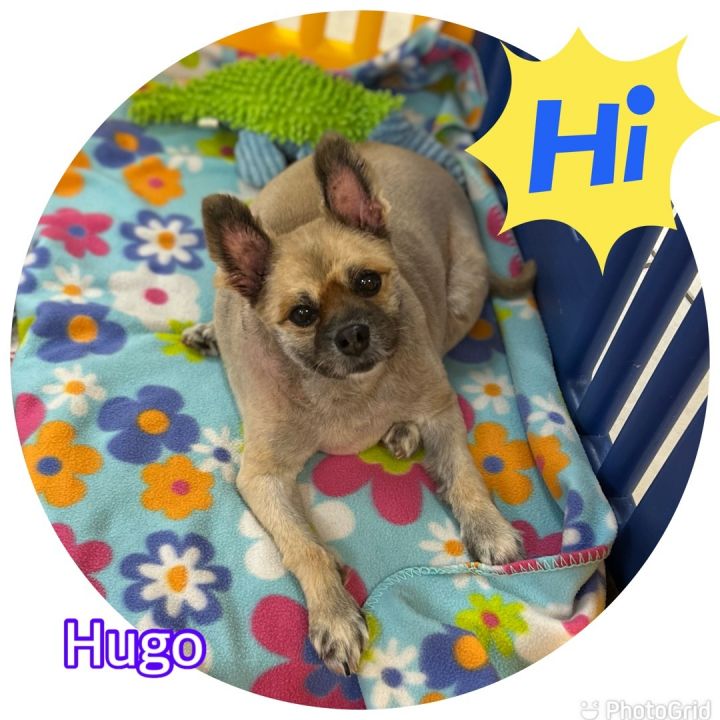 Hugo  1
