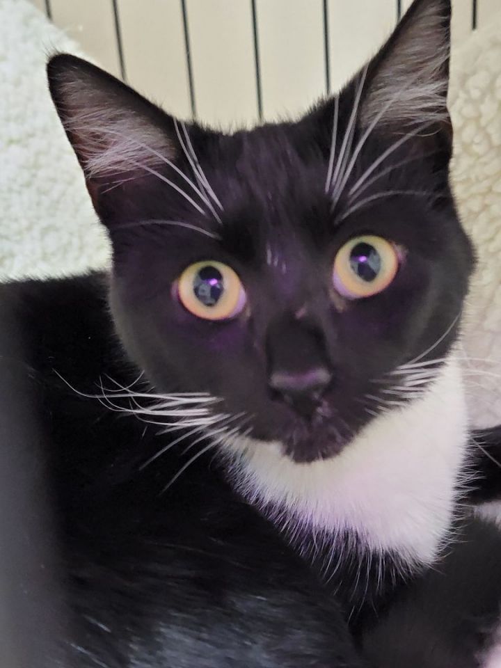 Cry Baby, an adoptable Domestic Short Hair Mix in Madras, OR_image-1