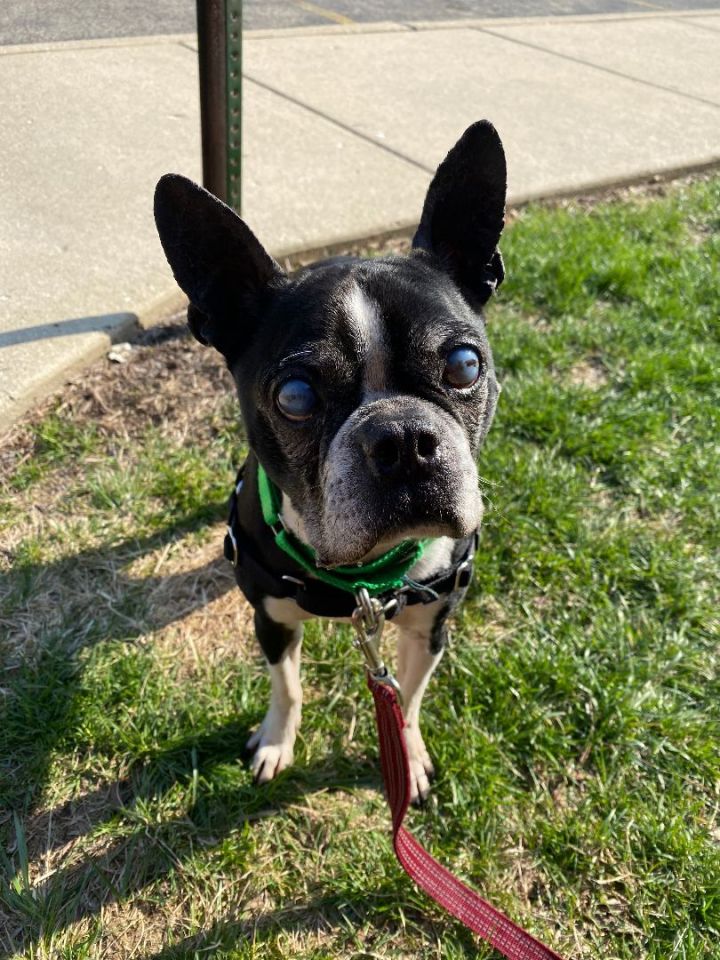 Austin, an adopted Boston Terrier in Naperville, IL_image-3