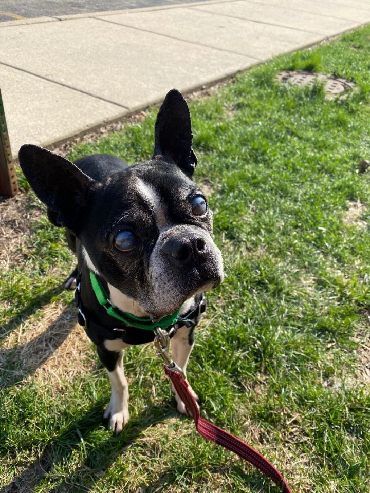 Austin, an adopted Boston Terrier in Naperville, IL_image-4
