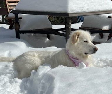 Simone, an adoptable Great Pyrenees Mix in Winter Park, CO_image-2