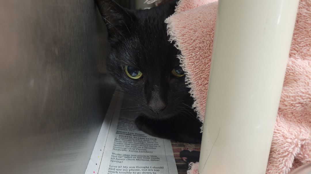 Sonia, an adoptable Domestic Short Hair in Orange, VA, 22960 | Photo Image 2