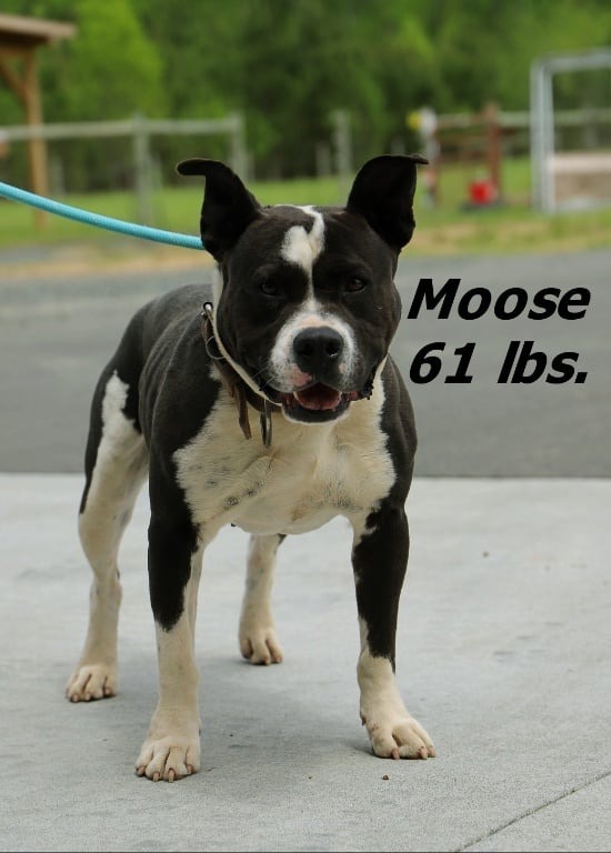 Moose