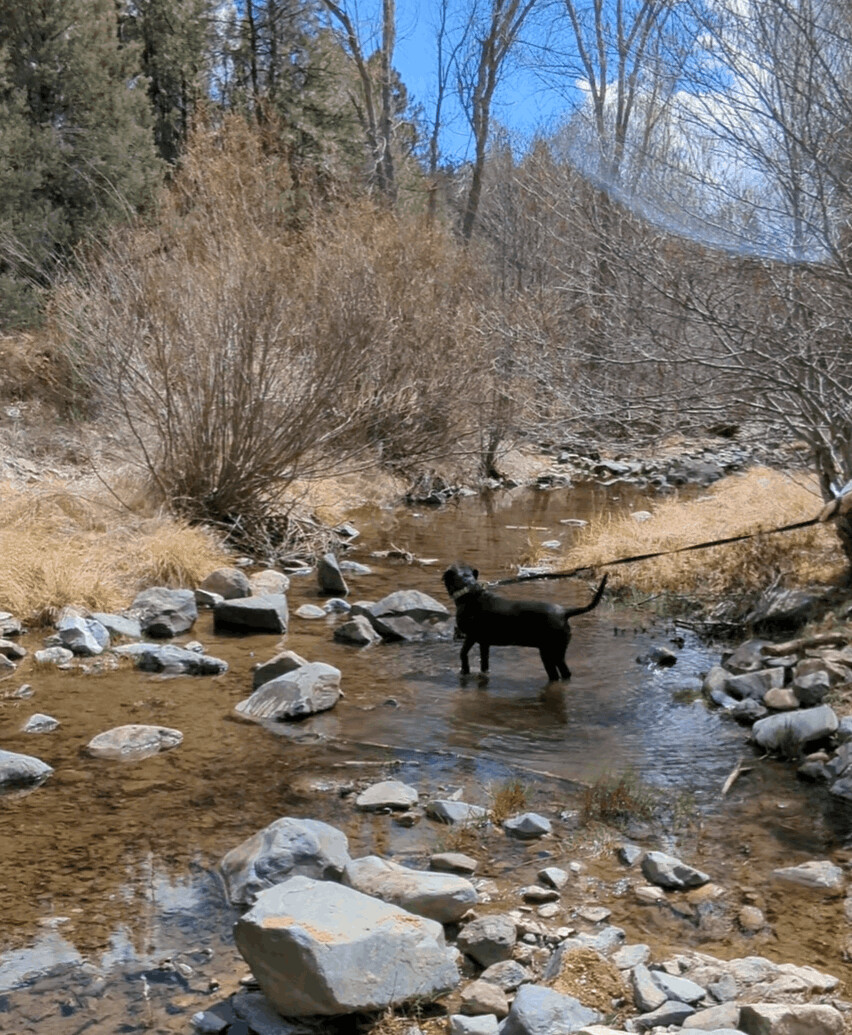 Luna, an adoptable Black Labrador Retriever, Pit Bull Terrier in Dewey, AZ, 86327 | Photo Image 4