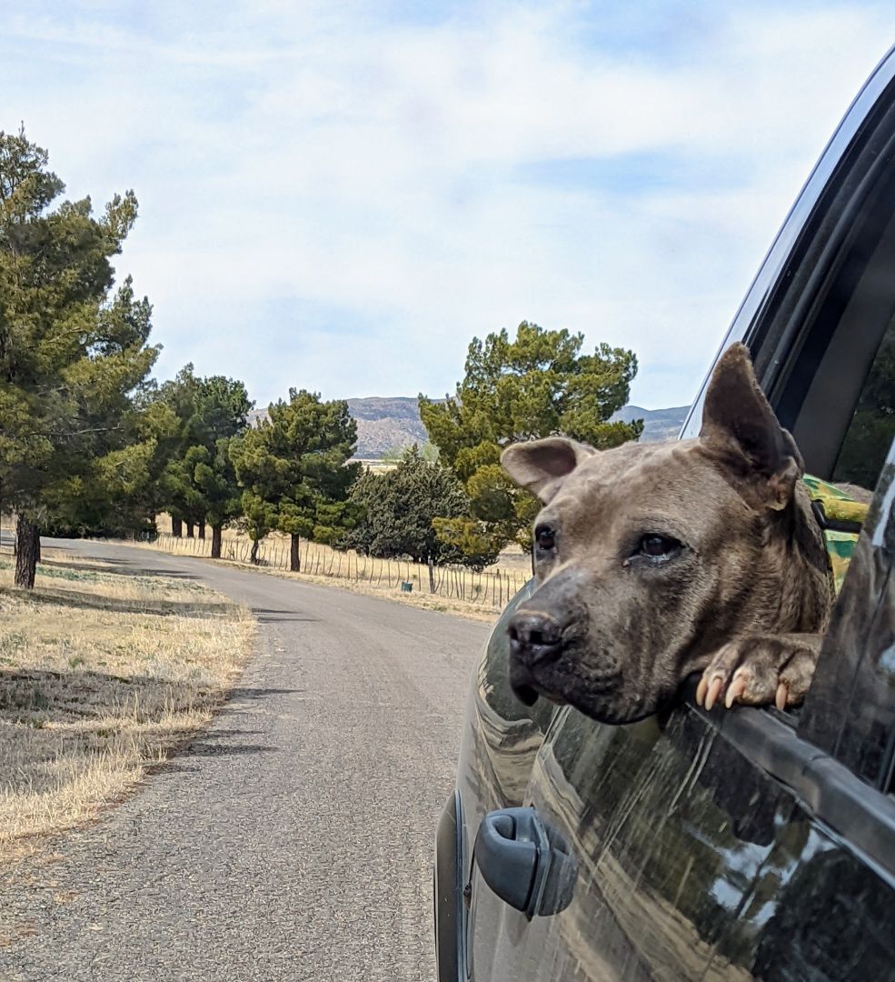 Buddy, an adoptable Pit Bull Terrier in Dewey, AZ, 86327 | Photo Image 5