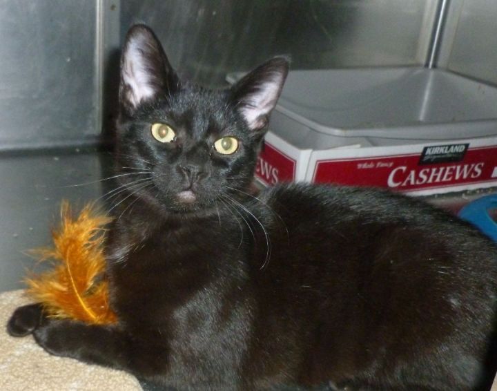 Midnight, an adoptable Domestic Short Hair & Oriental Short Hair Mix in Lake Orion, MI_image-1