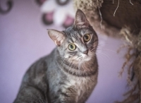 Maverick, an adoptable Domestic Short Hair in Woodland Hills, CA, 91364 | Photo Image 1