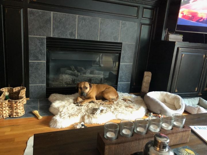 Ruth, an adoptable Labrador Retriever & Hound Mix in Conover, NC_image-4