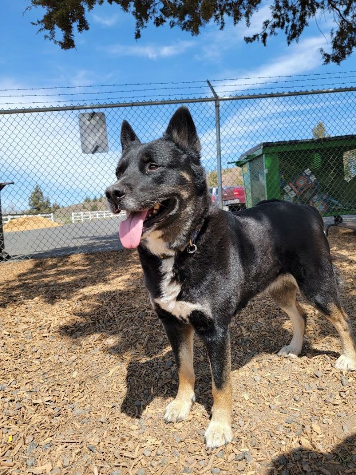 Opal, an adoptable German Shepherd Dog Mix in Madras, OR_image-2