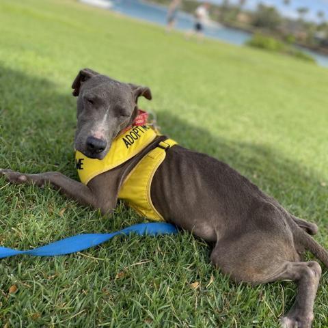 OG, an adoptable Whippet in Lihue, HI, 96766 | Photo Image 1