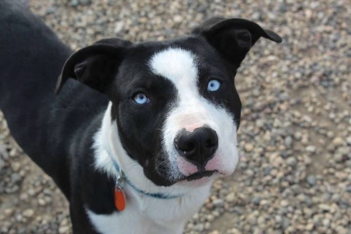 Baja, an adopted Pit Bull Terrier Mix in Pierre, SD_image-2