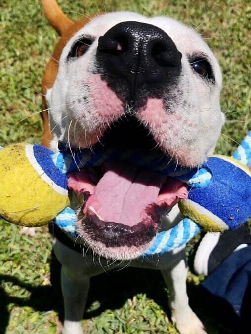 Django, an adoptable Pit Bull Terrier Mix in Cypress, TX_image-3