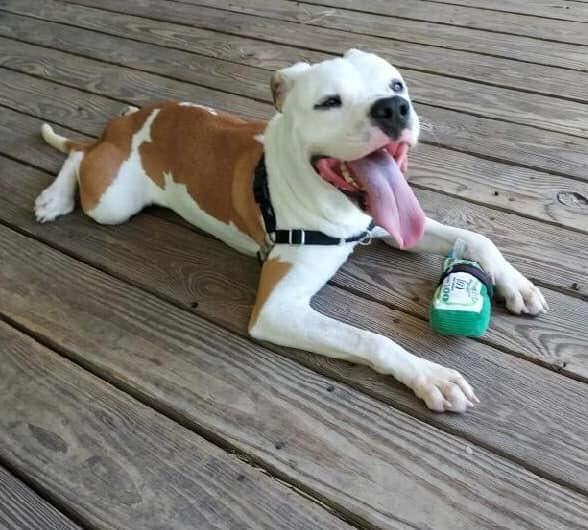 Django, an adoptable Pit Bull Terrier Mix in Cypress, TX_image-4