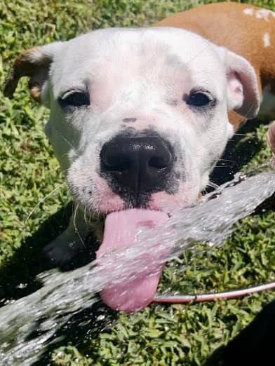 Django, an adoptable Pit Bull Terrier Mix in Cypress, TX_image-5