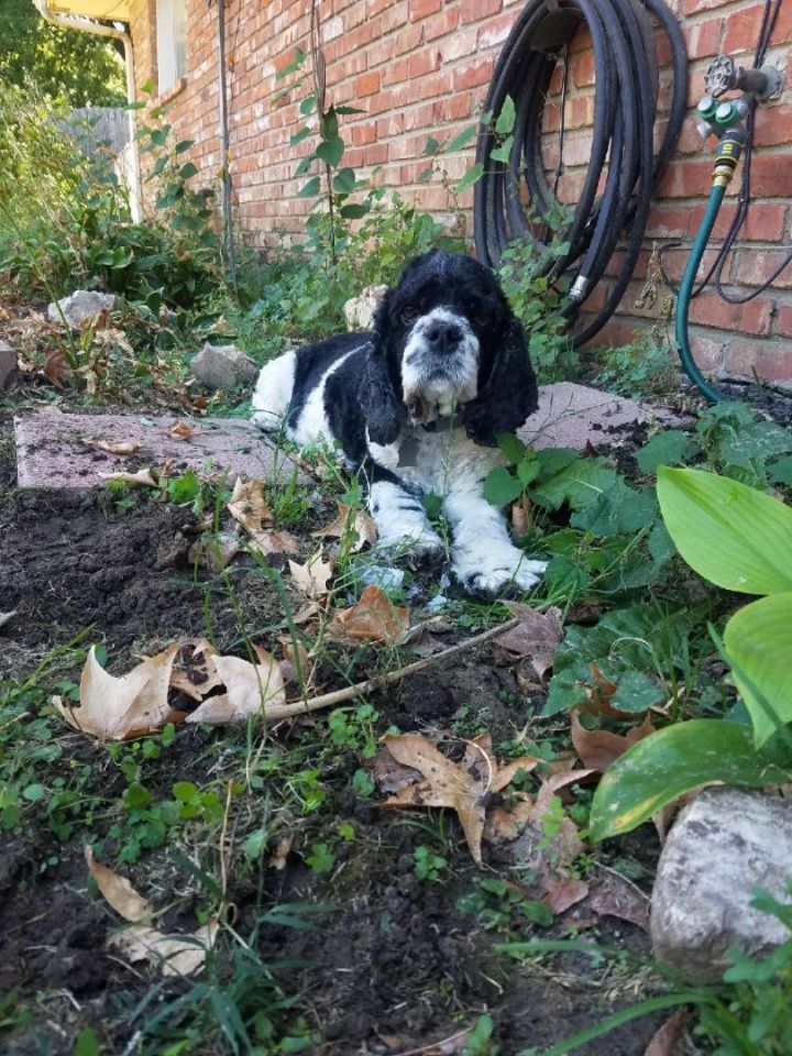 Dog for adoption Alfred, a Cocker Spaniel in Grove, OK Petfinder