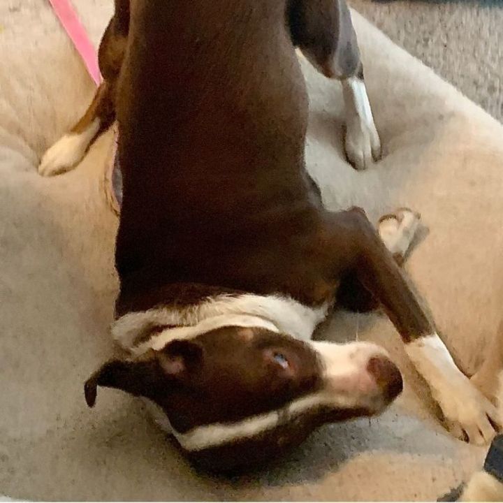 Susie, an adoptable Hound & Labrador Retriever Mix in Omaha, NE_image-3