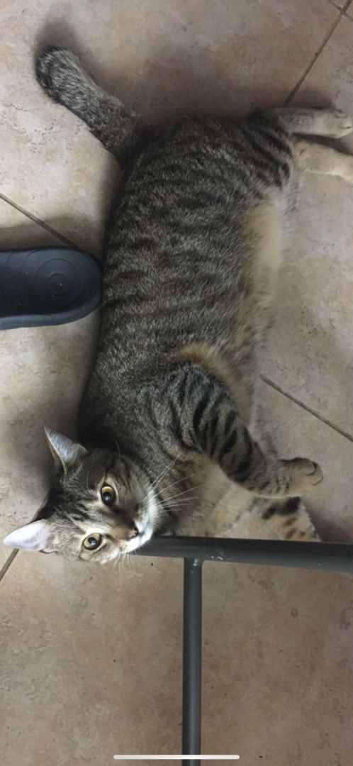 JAX