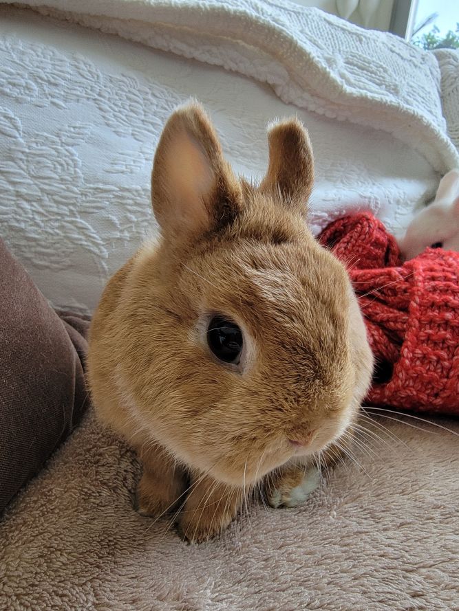 Netherland dwarf sales rabbit adopt