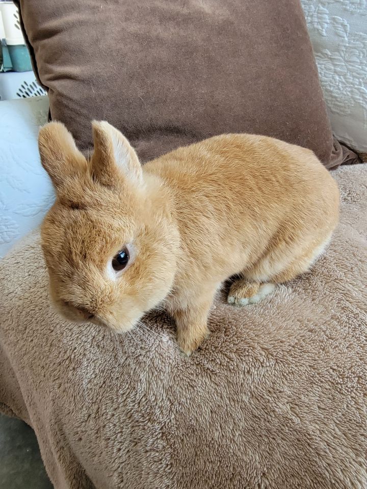 Netherland dwarf sales rabbit adopt