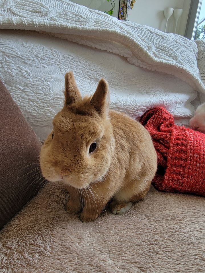 Netherland dwarf best sale rabbit adoption