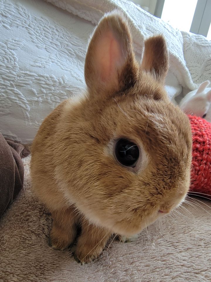 Pet stores that sales sell dwarf bunnies