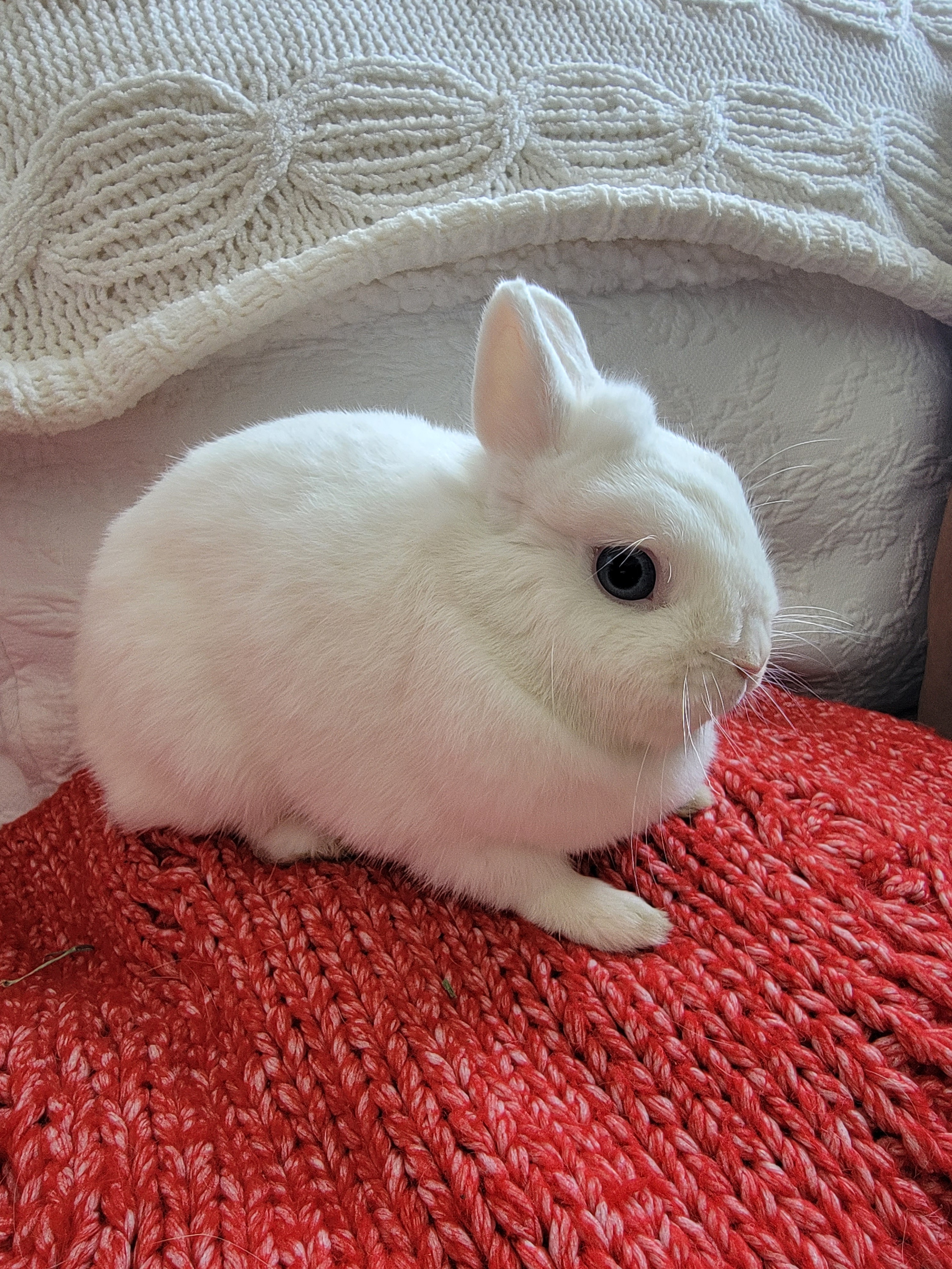 White netherland clearance dwarf bunny