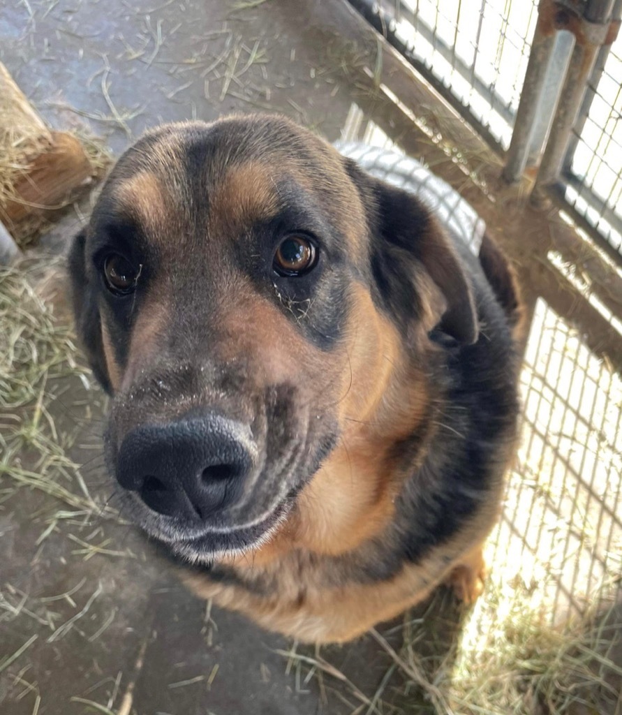Baby, an adoptable German Shepherd Dog in Big Spring, TX, 79720 | Photo Image 1